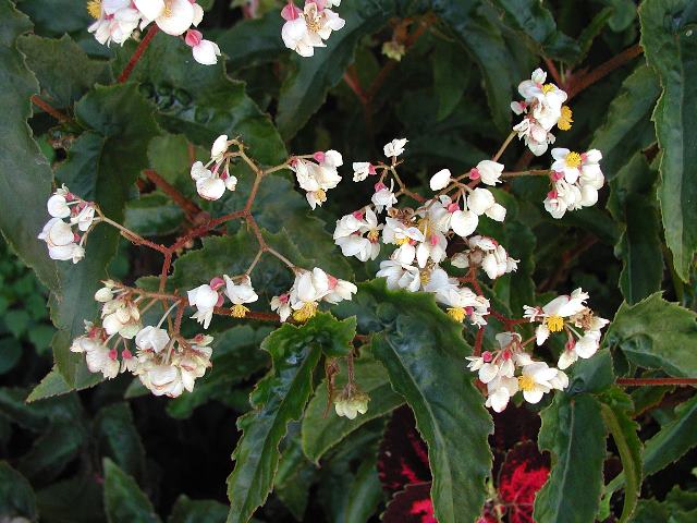 B. ‘O'Flaherty's Folly’
